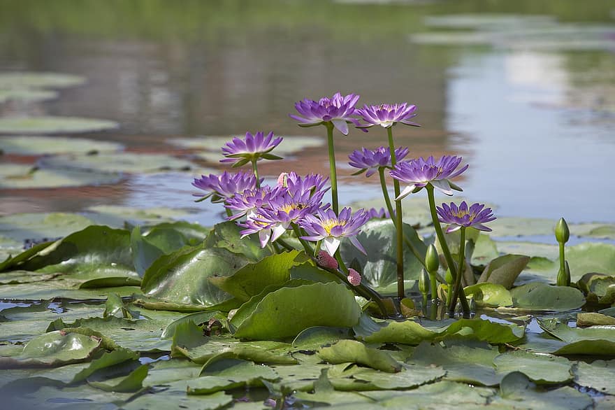 lotus, näckros, vattenväxter, sommar, blomma