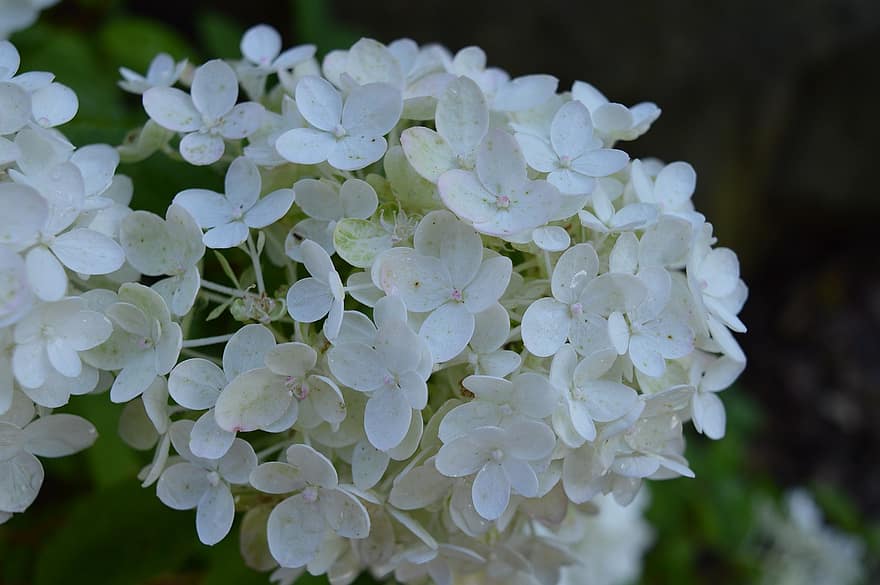υδραγεία, λευκή ορτανσία, λουλούδια, λευκά λουλούδια, πέταλα, ανθίζω, άνθος, ανθοφόρα φυτά, διακοσμητικό φυτό, φυτό, χλωρίδα