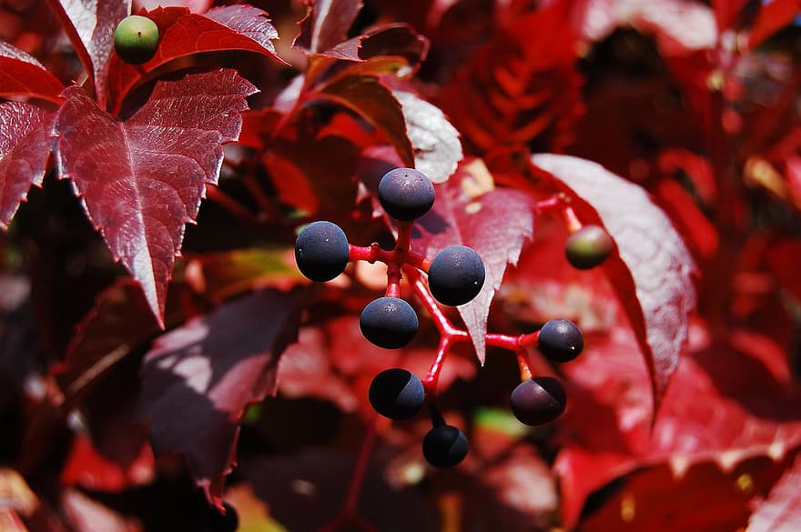 ぶどうの木、フルーツ、秋、ベリー、葉、赤い葉、クライミングプラント、クリーパー、工場、自然
