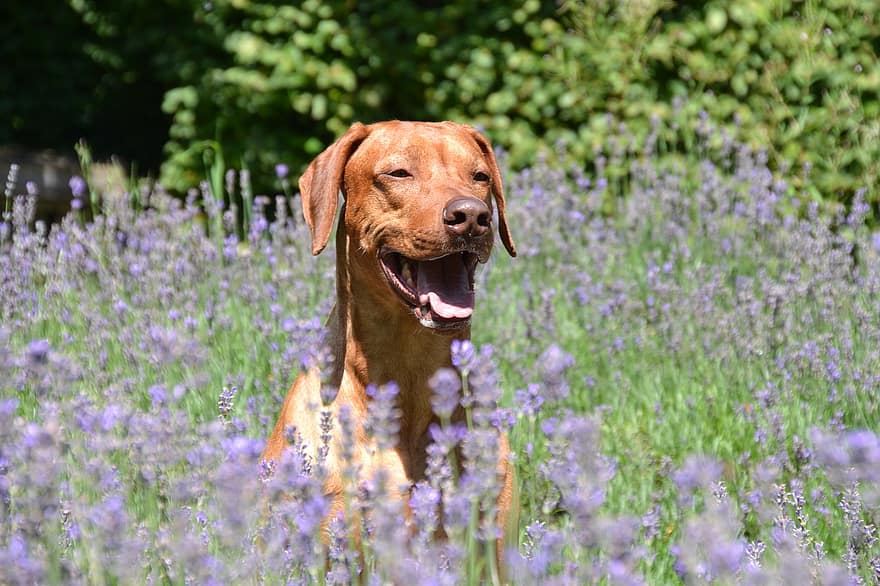 chó, con chó bảo vệ, chó thuần chủng, lớn, lông thú, nâu, sáng bóng, cánh đồng, cánh đồng hoa oải hương, cây, màu tím