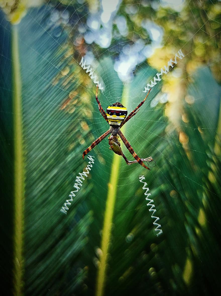 edderkopp, insekt, spindelvev, skummelt, frykt, hage, morgen, utendørs, Opptatt insekt