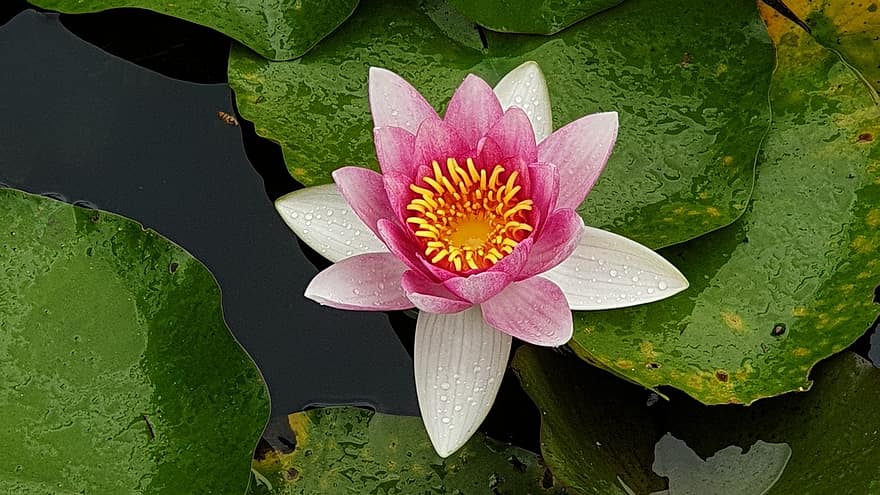 Lotus, Blume, Pflanze, pinke Blume, Blütenblätter, Seerose, blühen, Wasserpflanze, Lotus verlässt, Teich, Natur