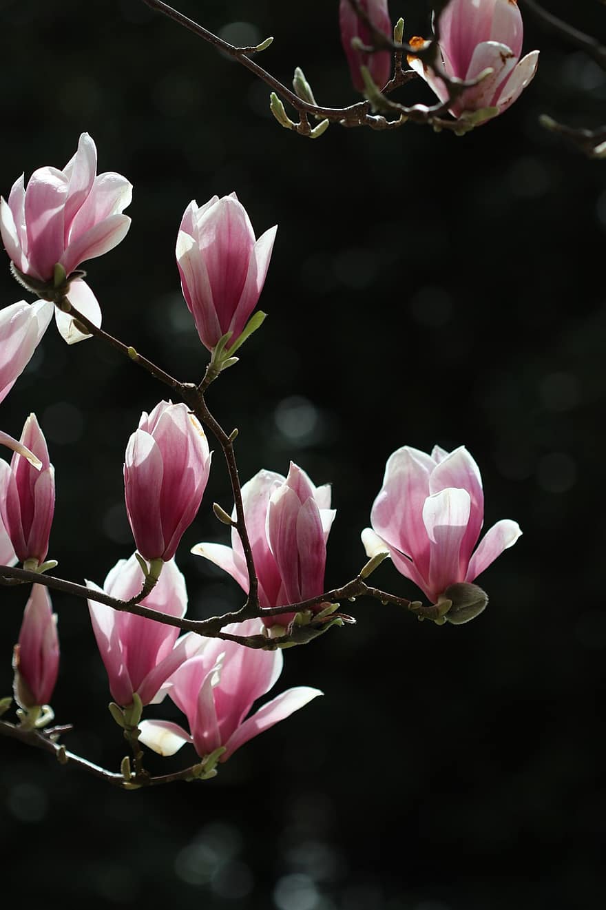 kwiaty, magnolia, kwiat, drzewo, różowy, wiosna, roślina, liść, płatek, głowa kwiatu, zbliżenie