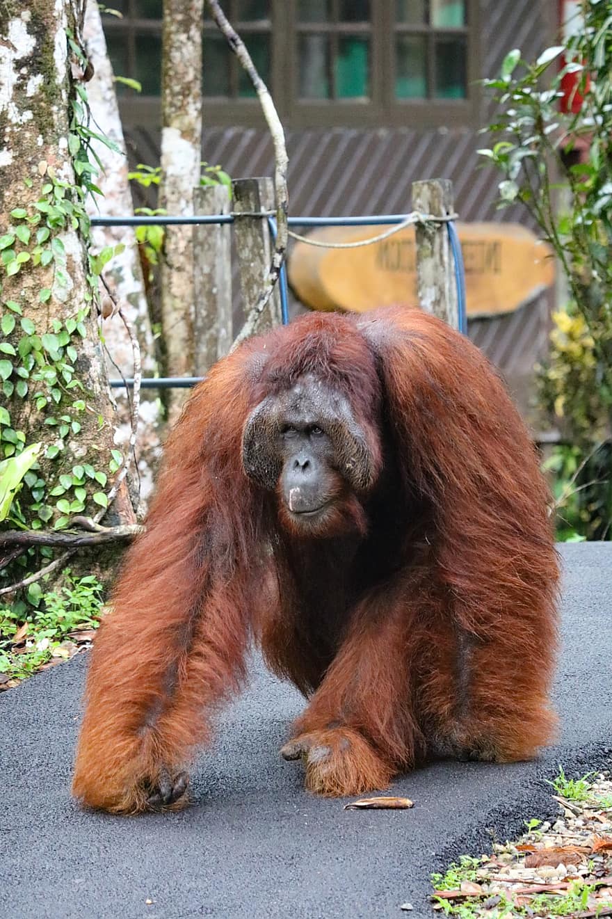 zvíře, orangutan, savec, druh, opice, fauna, primát, ohrožené druhy, zvířata ve volné přírodě, tropický deštný prales, roztomilý