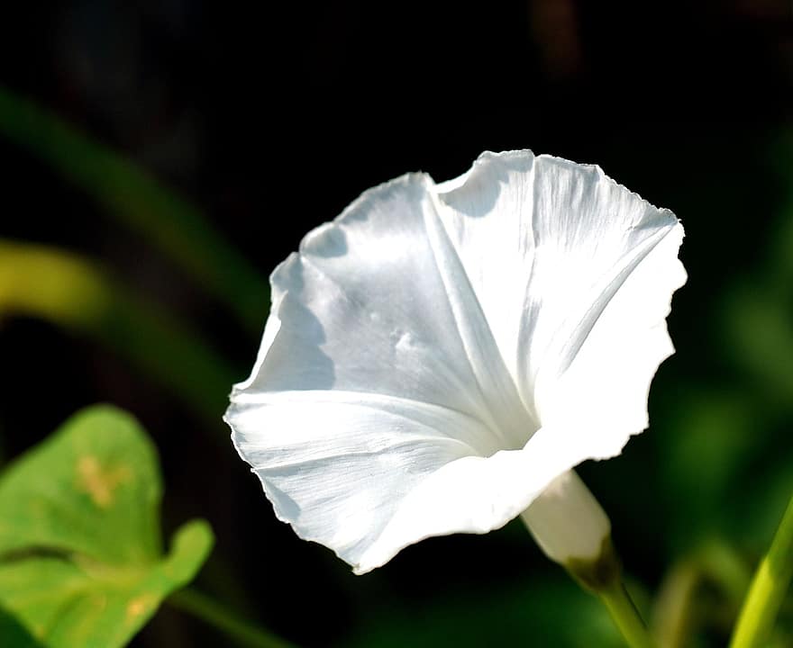 πρωϊνή δόξα, λουλούδι, λευκό λουλούδι, πέταλα, λευκά πέταλα, ανθίζω, άνθος, φύση, αγριολούλουδα, χλωρίδα