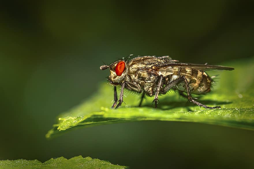 fly, insekt, bug, makro, natur, nærbilde, grønn farge, flue, sommer, liten, anlegg