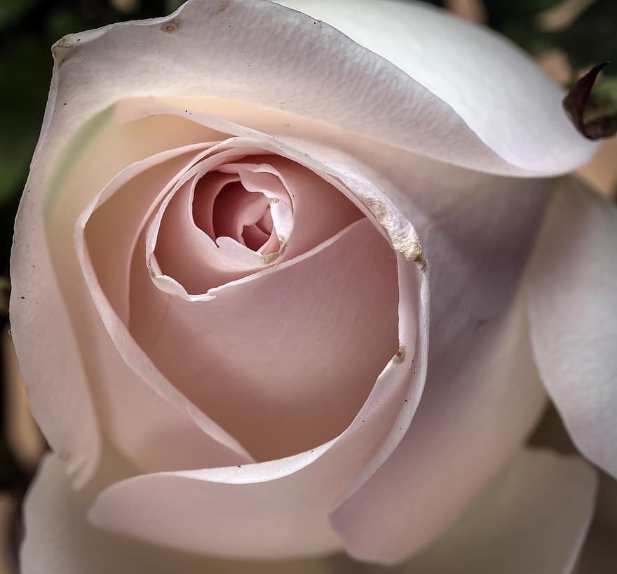 Rosa, flor, floración, romántico, amor, pétalos, romance, belleza, planta, flor rosa