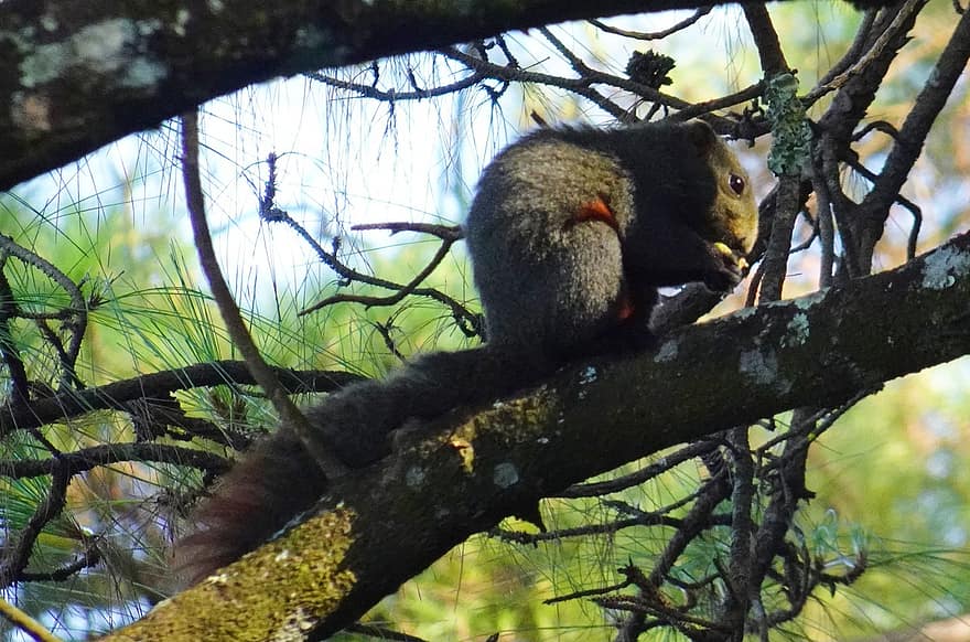 veveriţă, Veveriță de Himalaya cu burtă portocalie, Dremomys Lokriah, rozător, Sciuridae, mamifer, animale sălbatice, Barapani, Meghalaya