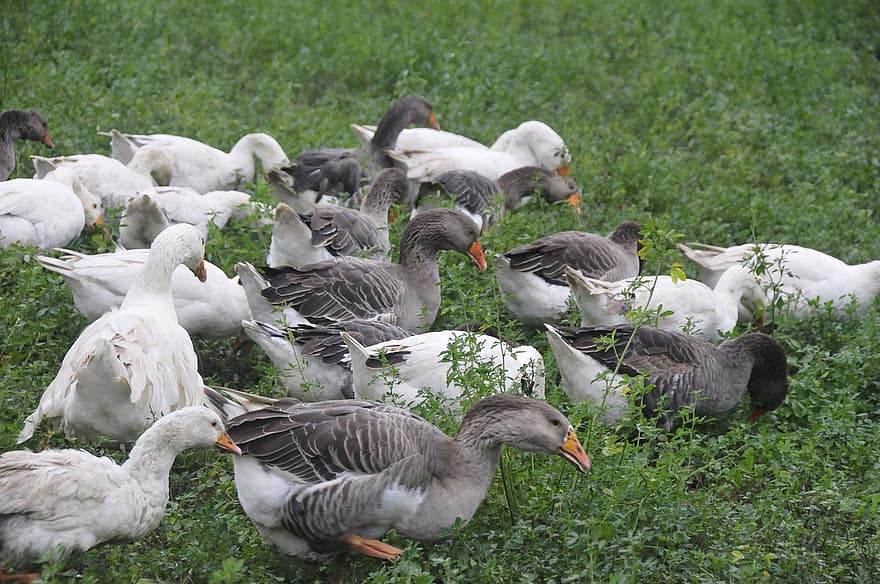 Geese, Animals, Birds, Farm Animals, Farm, Nature, Animal Husbandry, beak, feather, grass, goose