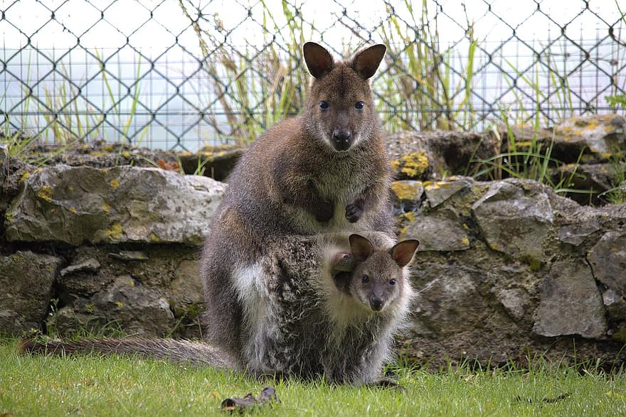 Wallaby, Mother, Joey, Marsupial, Pouch, Baby Animal, Animals, Mammals, Wildlife