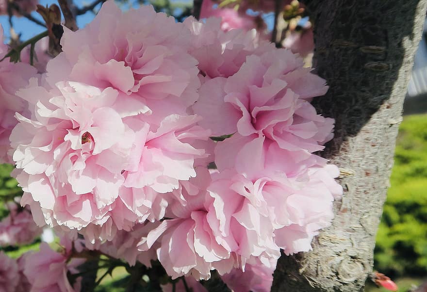 桜の花、フラワーズ、春、ピンクの花、咲く、花、自然、チェリー、木