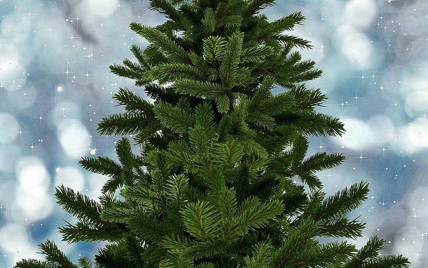 モミの木、クリスマス、木、クリスマスツリー、きらきら、冬、ブランチ、シーズン、緑色、針葉樹、森林