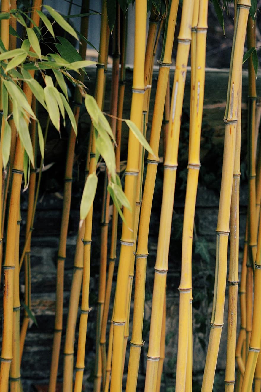 bambù, steli, foglie di bambù, pianta, boschetto di bambù, piante da giardino, foglia, ramo, foresta, sfondi, avvicinamento
