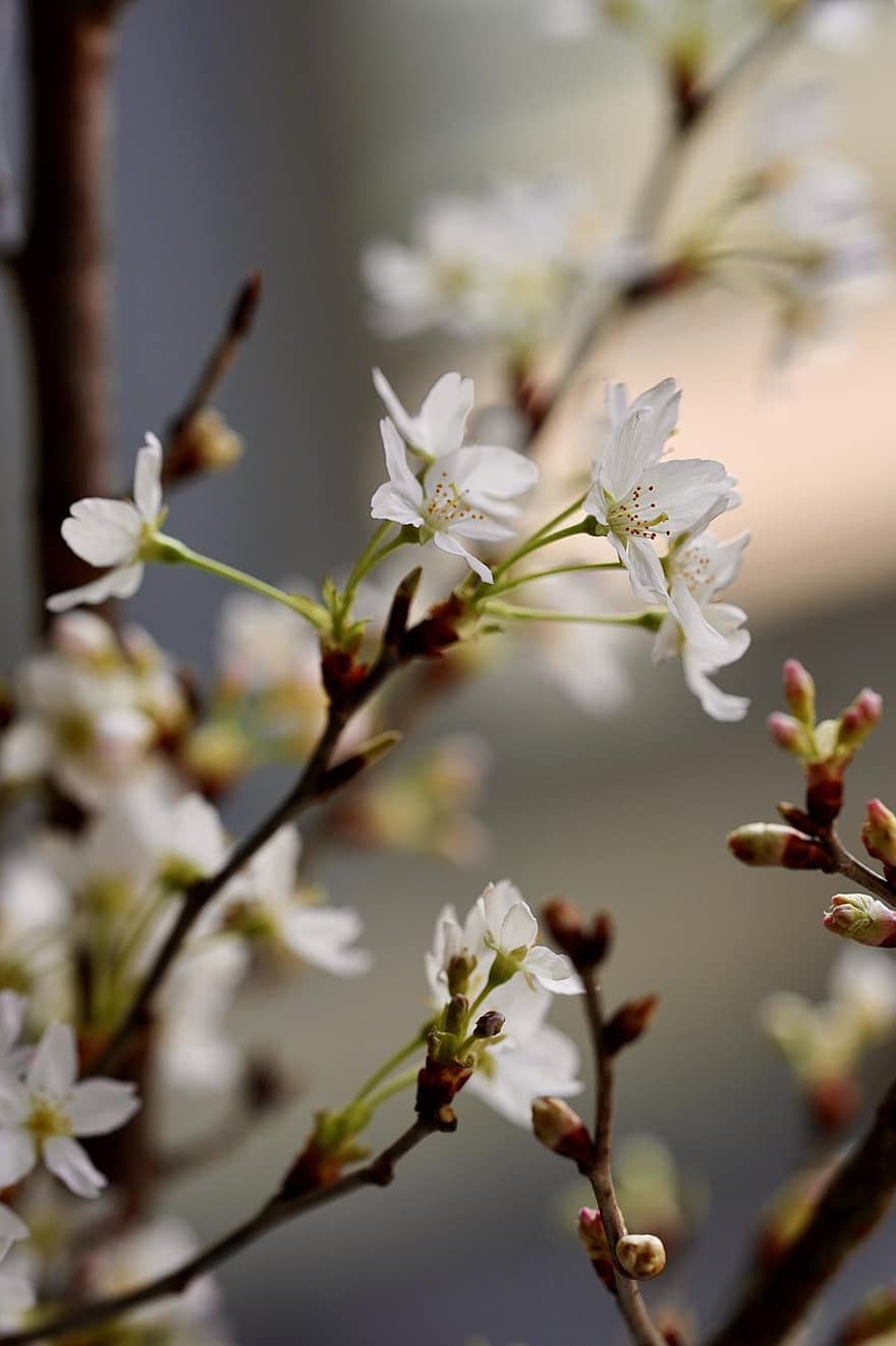 cseresznye virágok, fehér virágok, Sakura, tavaszi, virágok, tavasz, közelkép, virág, ág, növény, évszak