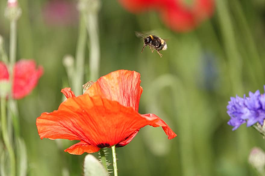 мак, цвете, земна пчела, насекомо, пчела, животно, цветна поляна, ливада, природа, близък план, bienen