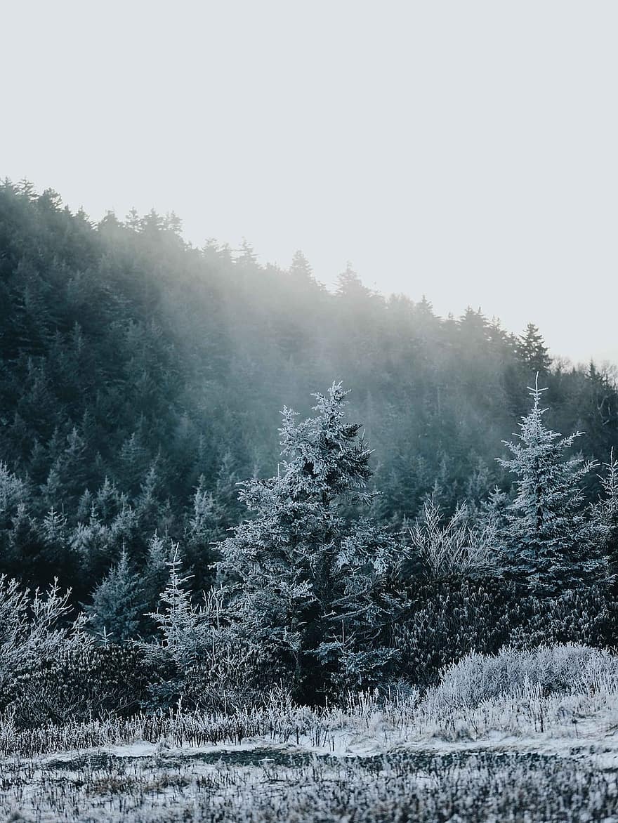 снег, лес, туман, природа, зима, пейзаж, холодно, горы, деревья, река, на открытом воздухе
