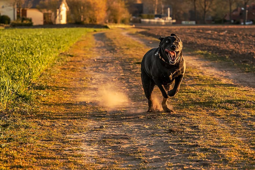 köpek, Evcil Hayvan, koşmak, koşu, koşan köpek, hayvan, portre, memeli, hızlı, yarış, hız