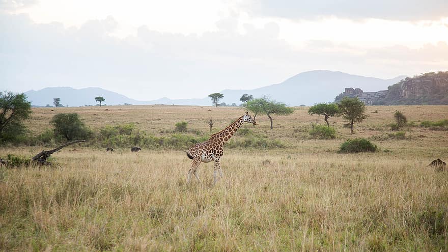 giraffa, animale, safari, mammifero, natura, fauna, natura selvaggia, prato, campo, fotografia naturalistica, Kidepo