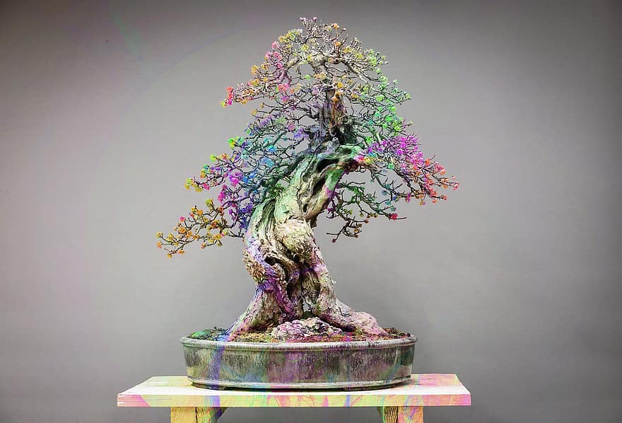 bonsai, Bonsai multicolor, gradinarit, fundal