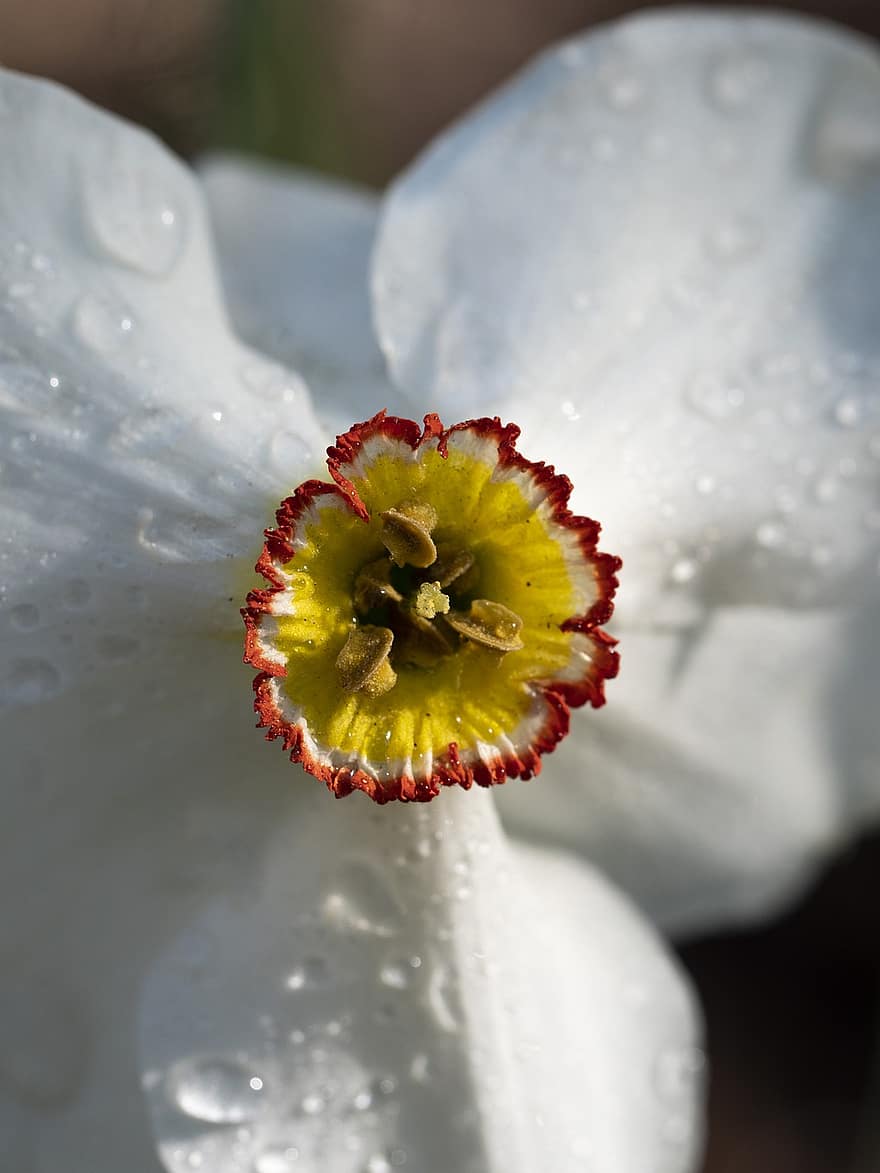 White Flower, Dew, Pollen, Nectar, Dewdrops, Water Droplets, White Petals, Petals, Flower, Close Up, Bloom