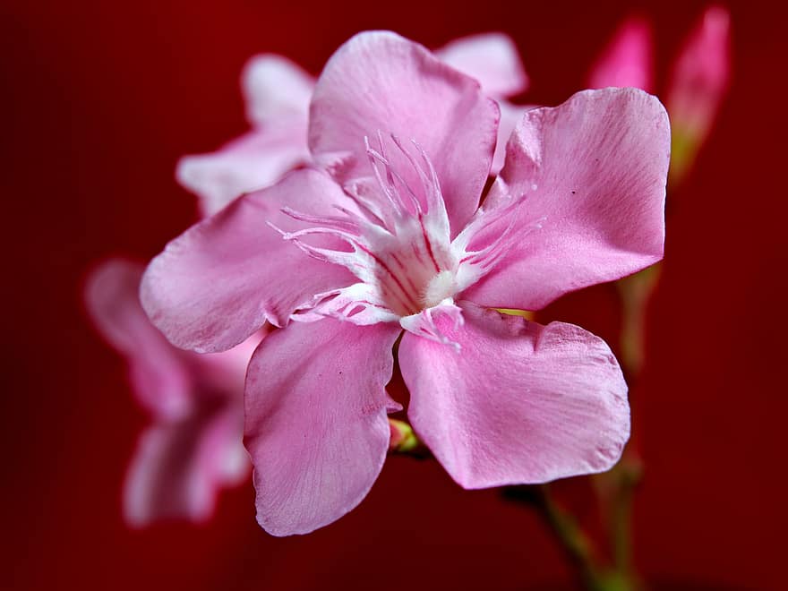 bloem, oleander, flora, natuur, bloeien, bloesem, detailopname, fabriek, bloemblad, bloemhoofd, roze kleur