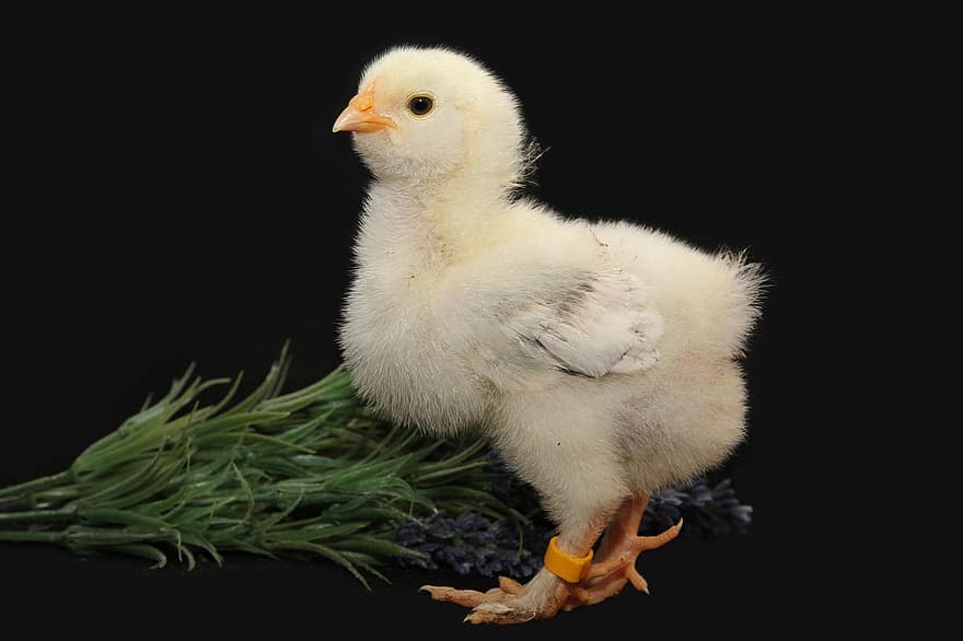 Bird, Chick, Ornithology, Species, Fauna, Avian, Animal, Beak, Chicken, farm, cute