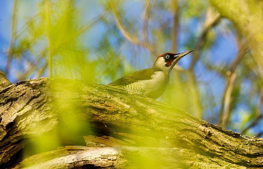 Birds, Green Woodpecker, Splendid Colors, Nature, beak, branch, animals in the wild, feather, tree, close-up, bird watching