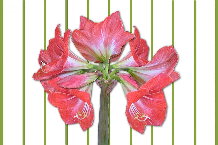 Amaryllis, Flowers, Amaryllis Plant, Red, Plant, Inflorescence, Flora, Gorgeous