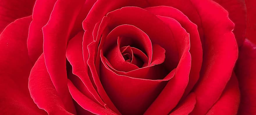 růže, Červené, květ, červená růže, Valentýn, romantický, flóra