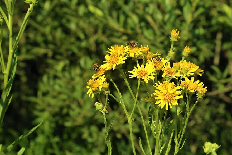 フラワーズ、蜂、黄色のヒナギク、デイジー、自然、植物、受粉、咲く