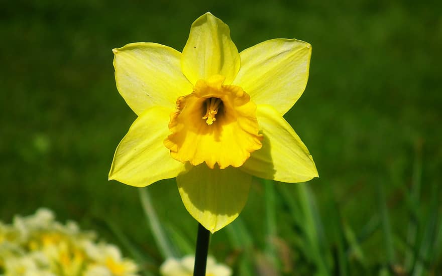 Daffodil, Yellow, Flower, Petals, Yellow Flower, Yellow Petals, Bloom, Blossom, Flora, Nature, Single Flower