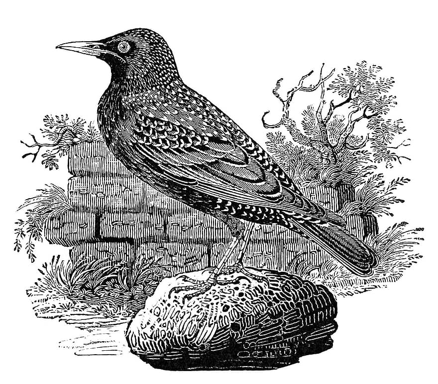 Starling, Bird, Engraving, Speckled, Black Bird, Animal, Wildlife, Plumage, Stone, Nature, Vintage