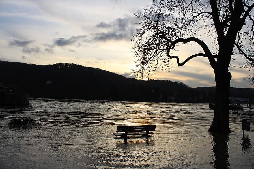 Tree, Rhine, Bank, Flood, Eve