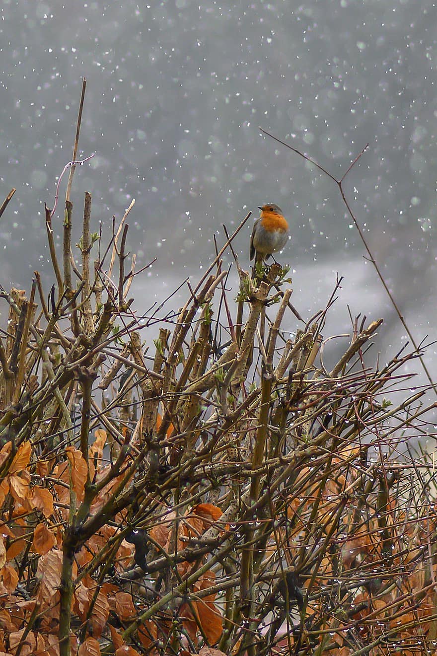 Europese Robin, sneeuw, sneeuwval, zangvogel, dieren in het wild, de lente, natuur, birdwatching, tak, bek, boom
