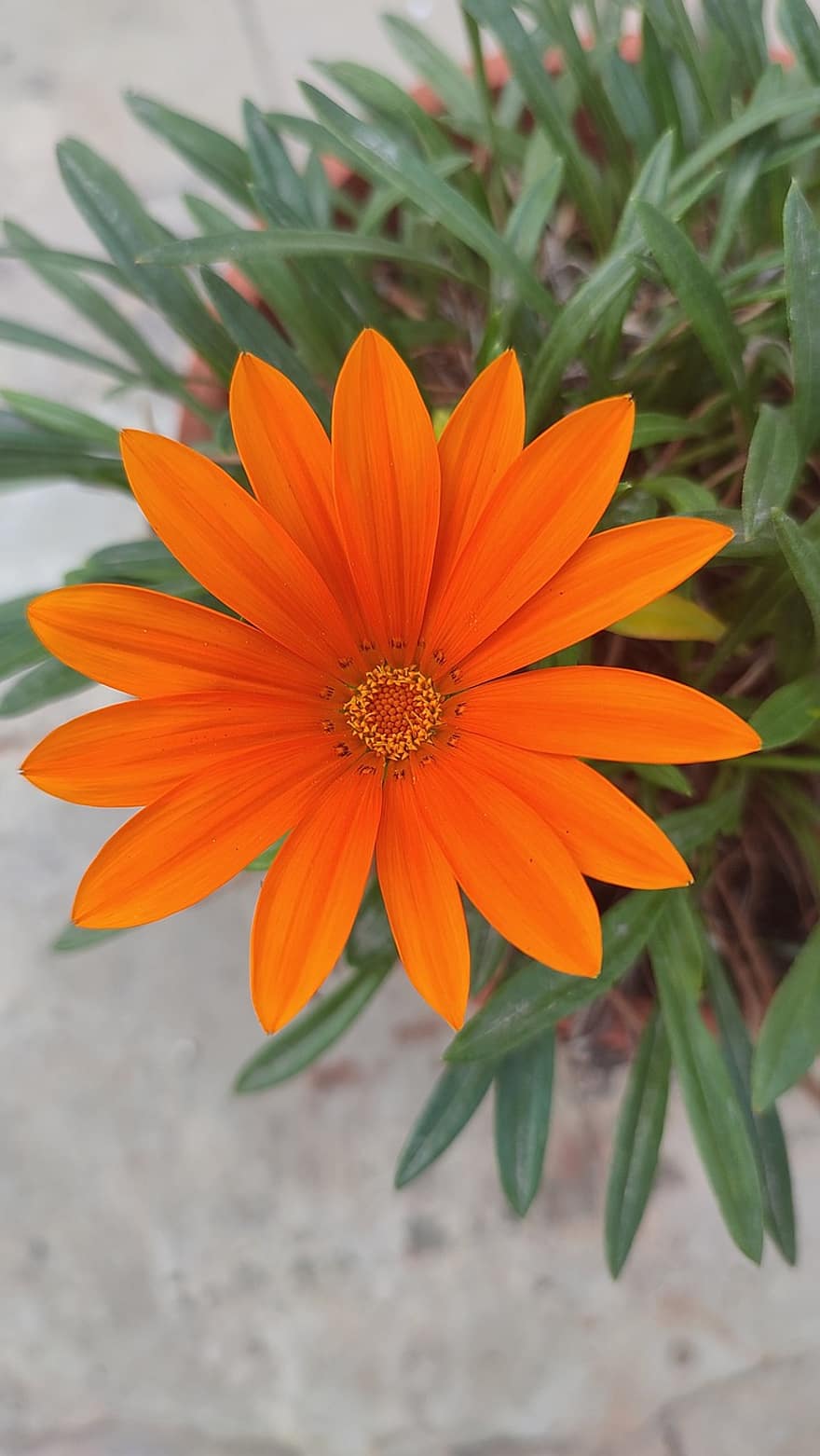 помаранчева квітка, квітка, зоряна квітка, природи, Рослина