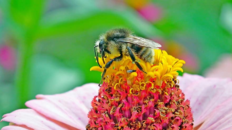 受粉、バンブルビー、花、昆虫、花粉媒介者、蜂、工場、ジニア、咲く、開花植物、観賞用植物