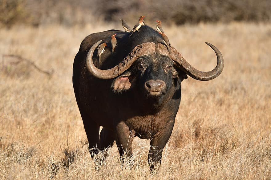 cape buffalo, djur-, däggdjur, syncerus caffer, vilt djur, vilda djur och växter, fauna, vildmark, natur, Lewa, kenya