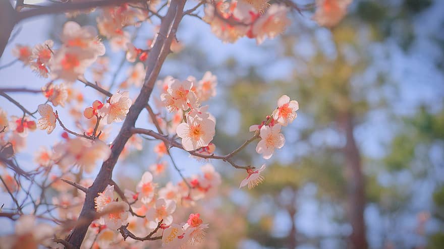 Třešňový květ, sakura, jaro, růžový, květiny, Příroda, rostlin, Korea, květ, Korejská republika, anton