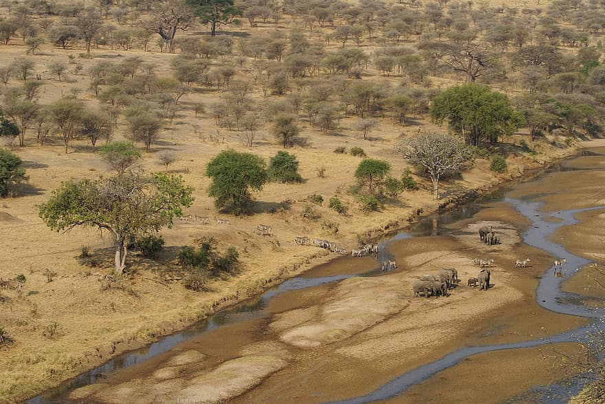 панорама, пейзаж, сафари, Танзания, зебри, вода, животни, пътуване, на открито, природа, стадо