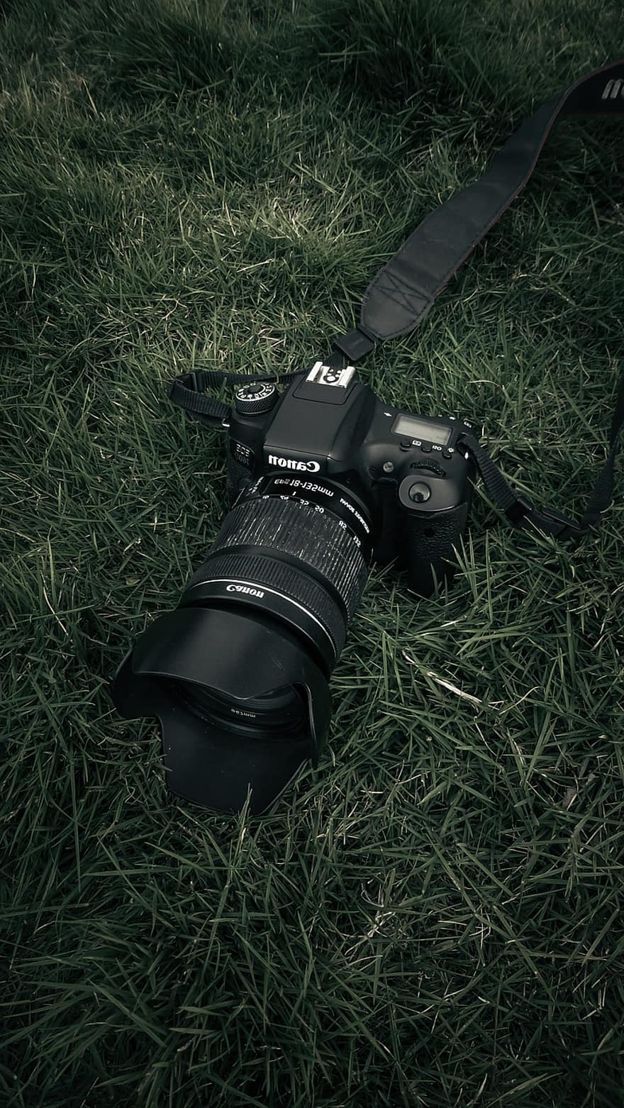 DSLR, камера, фотография, лещи, морава, трева, настроение, тъмен