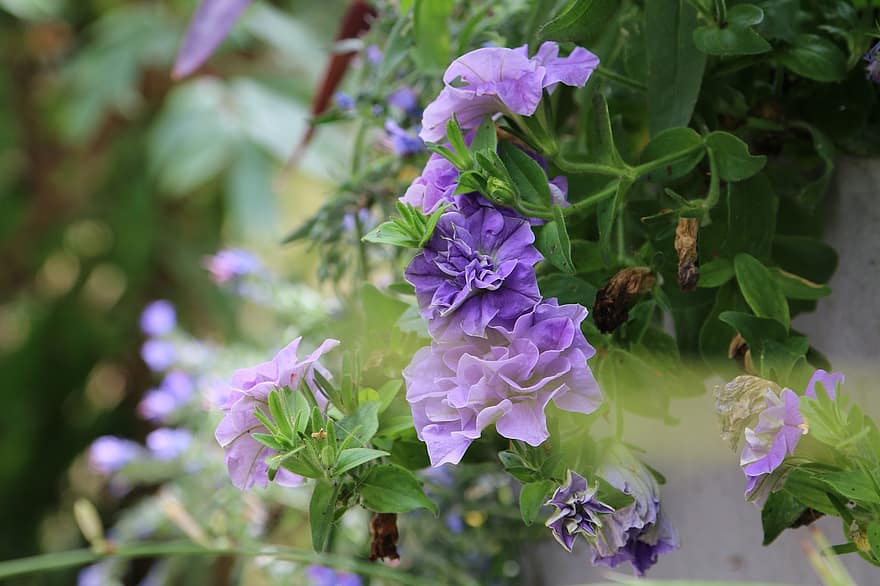 warna ungu tua, bunga, alam, taman, musim panas, flora, surfinia, balkon