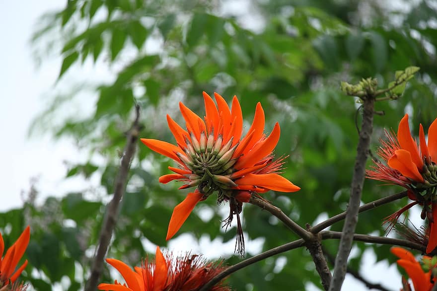 Coral Tree, Flowers, Branches, Red Flowers, Bloom, Flora, Tree, Plant, Nature, Closeup, Flowers In April