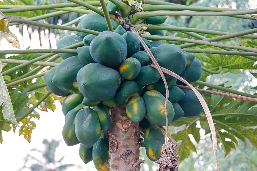 papaia, arbre fruiter, fruites de papaia