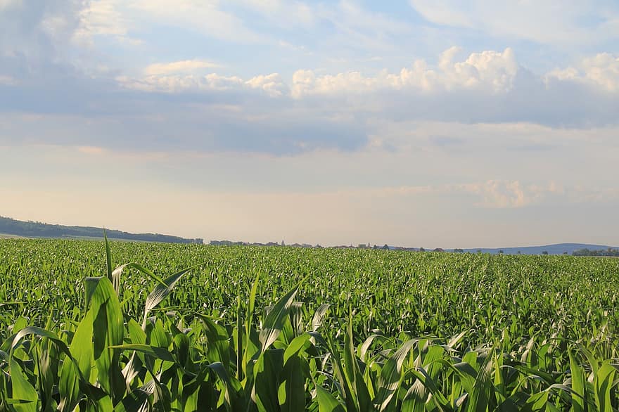 кукурудзяне поле, краєвид, урожай, зелений, сільське господарство, посів, поле, ферми, сільськогосподарські угіддя, денне світло, плантація