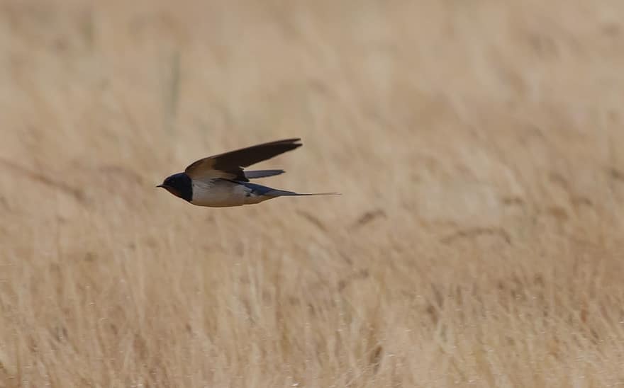 Bird, Swallow, Beak, Feathers, Plumage, Avian, Migration, Wheat Field, Hunting
