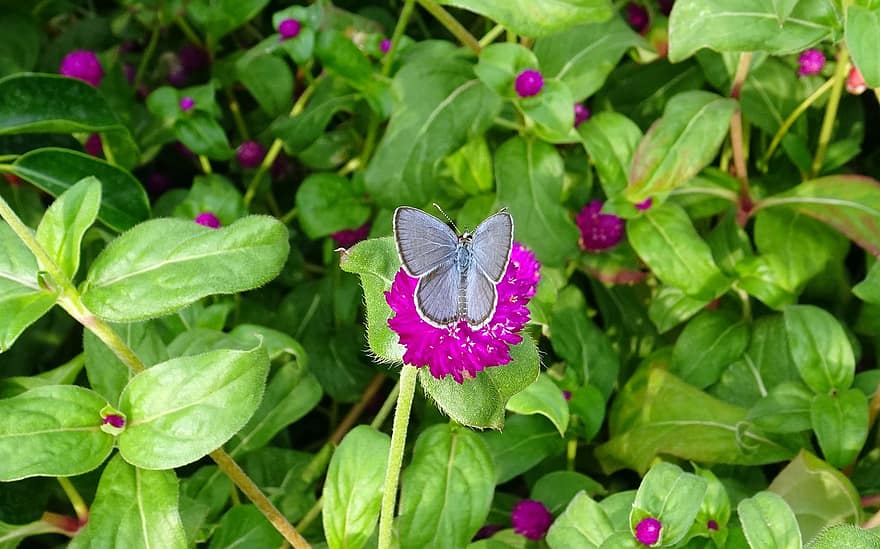 papillon, fleurs, insecte, Zizeeria Karsandra, Lycénidés