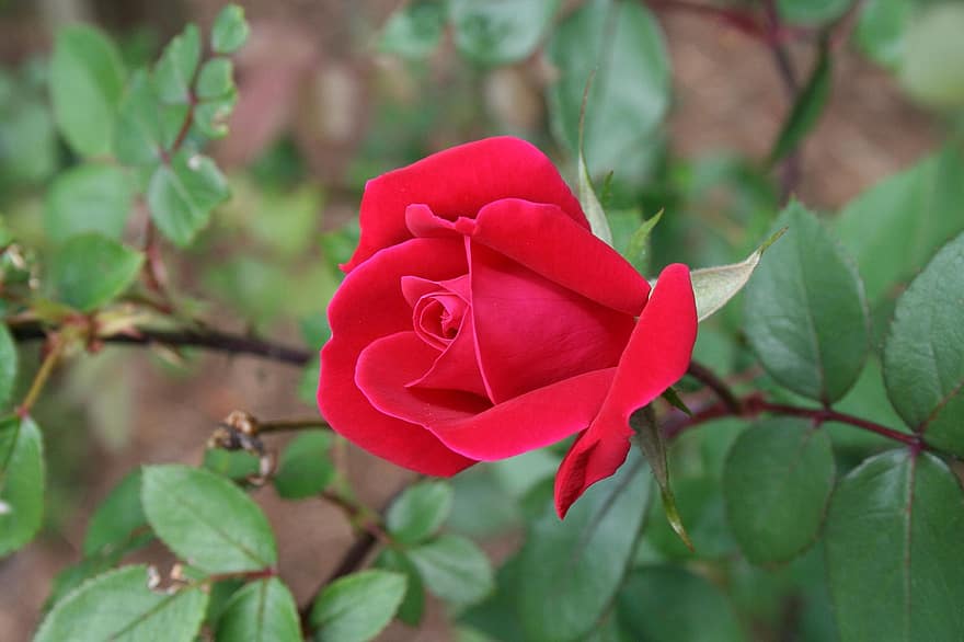 Rosa, flor, jardín, Rosa roja, hojas, flor rosa, pétalos, pétalos de rosa, floración, flora