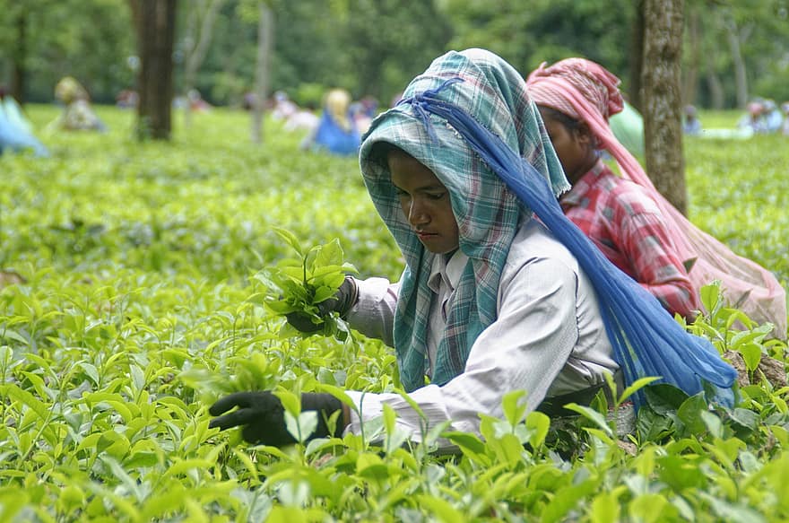 Дарджилинг, Индия, жътва, фермери, чайна плантация, плантация, ферма