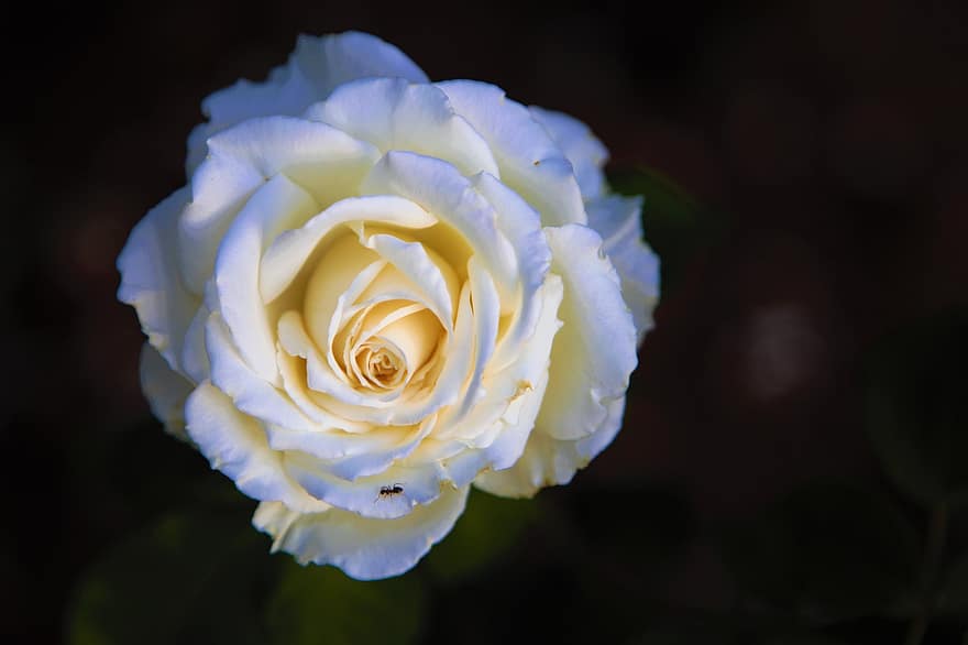 rosa, bianca, pianta, fiore, natura, romantico