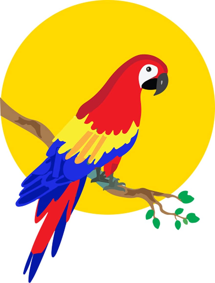 papegaai, tak, neergestreken, vogel, dier, bek, Bill, gevederte, tropisch, natuur, kleurrijk